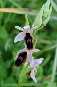 Ophryslunulata